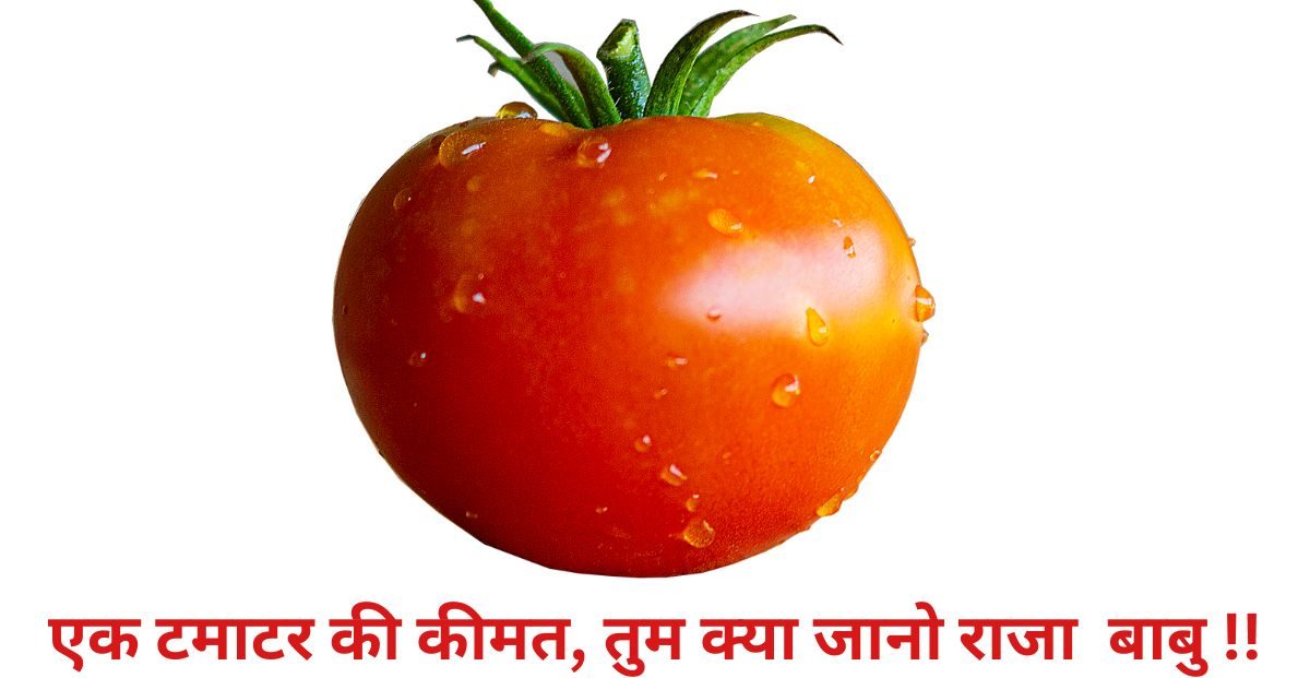 tomato latest news