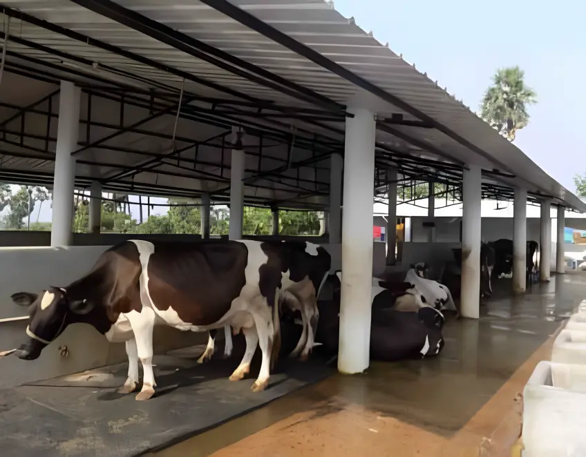 MGNERGA Pashu Shed Yojana: पशुओं के पालन पोषण के लिए सरकार दे रही है 80 हजार रुपए